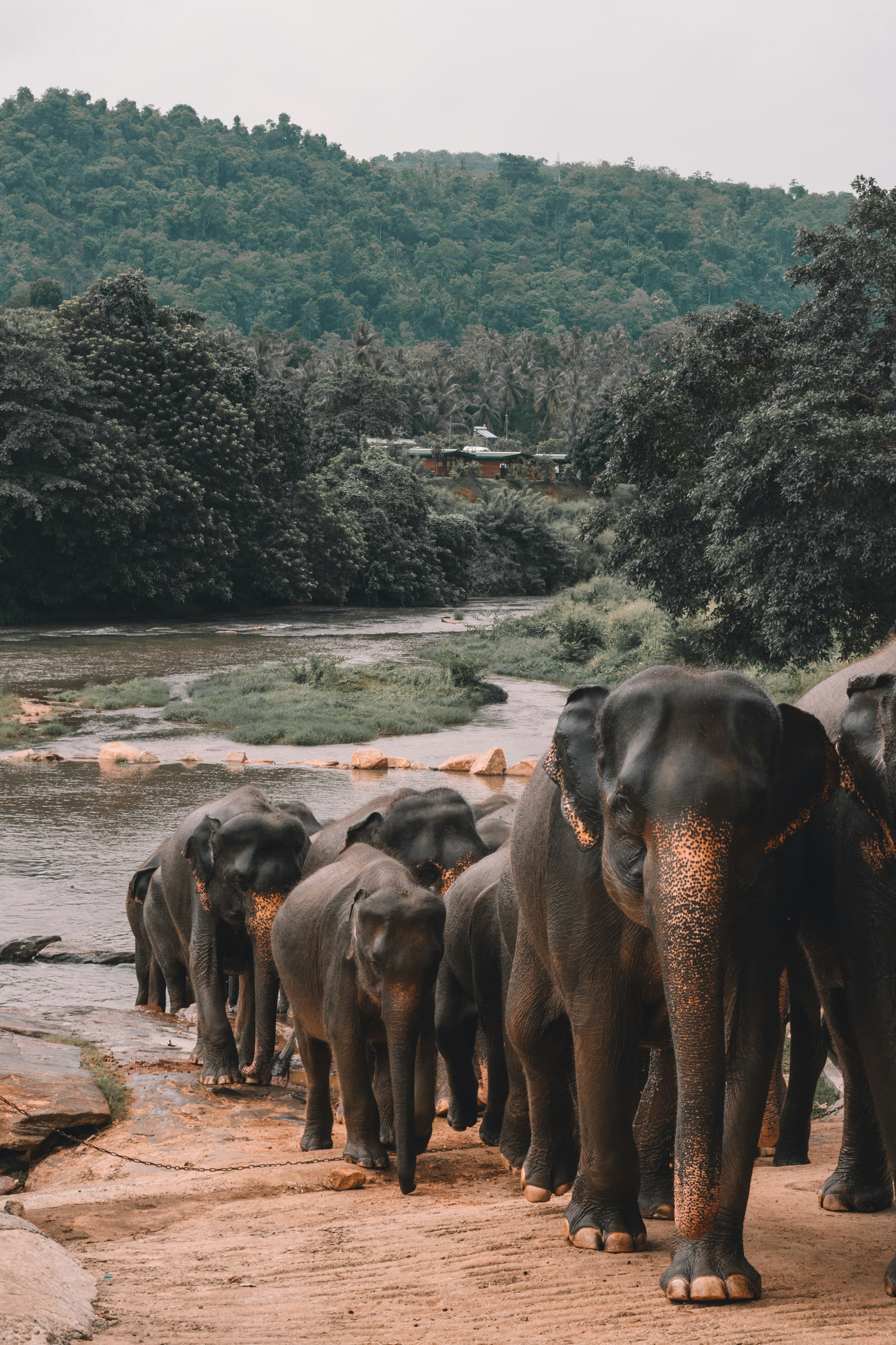 Grand Sri Lanka Family Discovery Tour